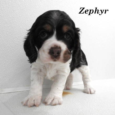 puppy, for, sale, Cocker Spaniel, Joe & Cherri  Overlease, dog, breeder, Miller, MO, dog-breeder, puppy-for-sale, forsale, nearby, find, puppyfind, locator, puppylocator, aca